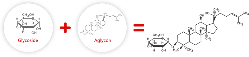 Glycoside+Aglycon=Ginsenoside